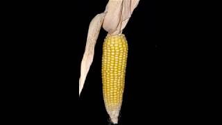 The Heads - No more lonely nights