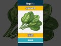 spinach - 菠菜 video thumbnail