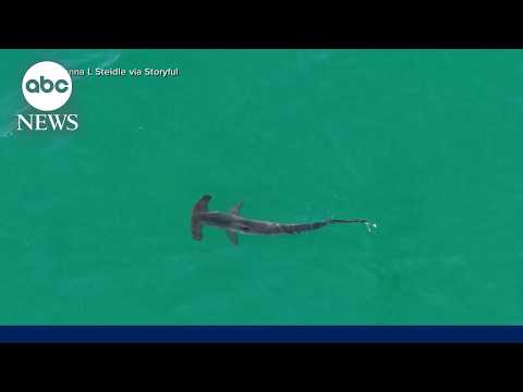 Shark sightings close East Coast beaches