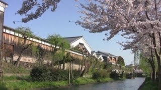 preview picture of video '京都・伏見の桜 大倉記念館裏 Cherry blossoms in Fushimi, Kyoto(2012-04)'