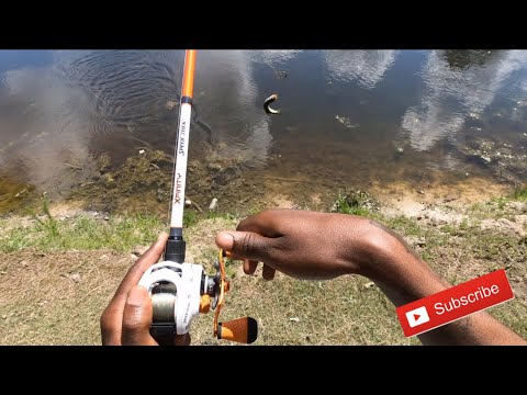 Fishing For Big Bass In Small Ponds !! ( Bank Fishing )