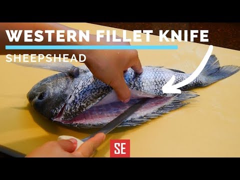 How to Fillet Sheepshead Fish for Sushi