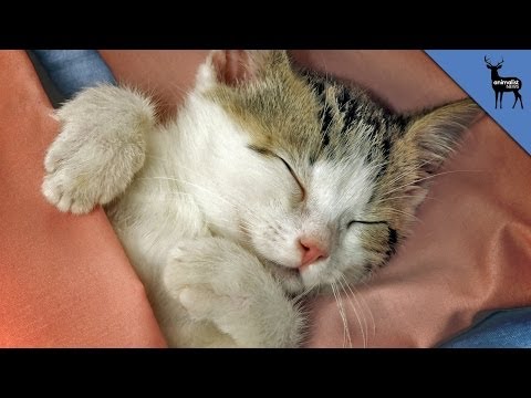 Do Cats Dream?