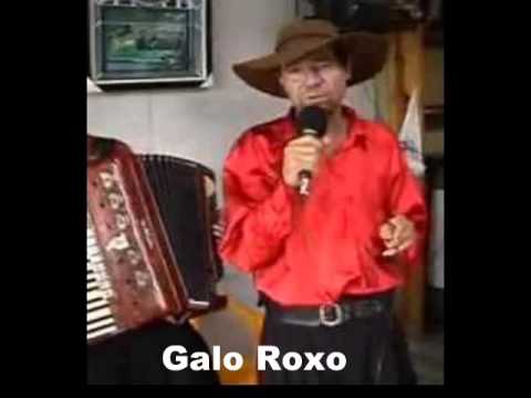 Galo Roxo