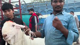 Lahore Bakra Mandi | Lahore Mandi 2025 |