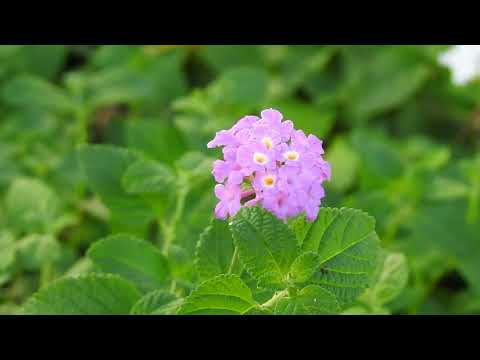 Beautiful Road Flowers Title Background HD 1080p Royalty Free