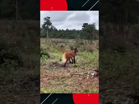 Lobo-Guará é visto caminhando em área de reflorestamento em Calmon SC.