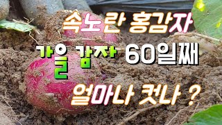 가을 감자 파종 60일째 결과는 ? 속노란 홍심이 감자 재배