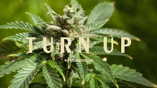 "Turn Up" | Insane Trap Beat | Trap Strings | Bangin' 808 Kicks | L.E.N. Beats