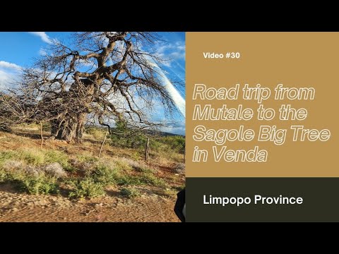 Video #30:   Road trip from Mutale to the Sagole Big Tree in Venda