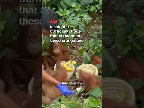 Inside the trafficking trade that abandoned these orangutans