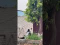 Public Holiday-Jordan Sandhu,Kaptaan,ABY🔥🚀#shorts #trending #viral