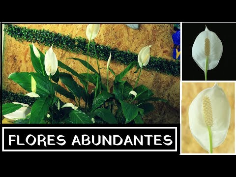 download lagu mp3 mp4 La Cuna De Moises, download lagu La Cuna De Moises gratis, unduh video klip La Cuna De Moises