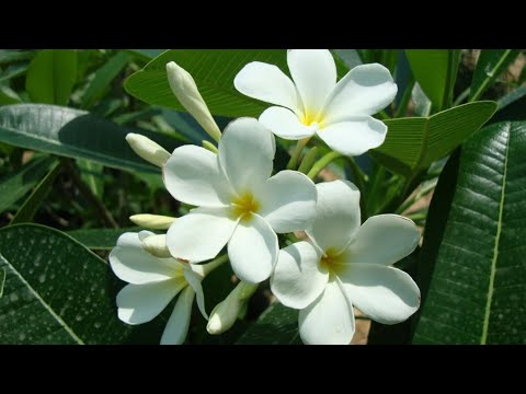 پاکستان کا قومی پھول چمبیلی کیوں||Why Pakistan's national flower is Chambili|waheed farooqi