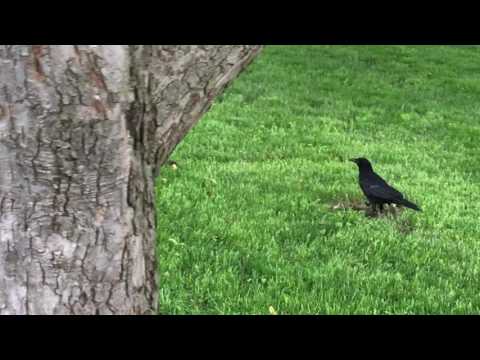 Corvus brachyrhynchos