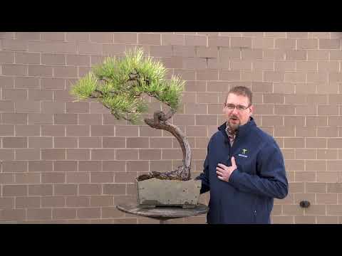 Bonsai Collection at Meijer Gardens - Ponderosa Pine