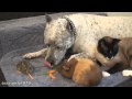 Este pitbull cuida de su peculiar familia de una manera muy tierna 