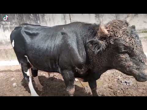 Corrales de Yauyucan feria ganadera Sta Cruz departamento Cajamarca Perú 