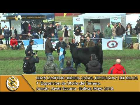 17-05-18 Gran Campeón Hembra Angus, Reservada y 3er Mejor - Exposicion Bolivar 2018.