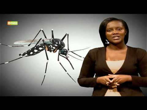 Kenya On Yellow Fever Alert