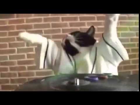El gato dj