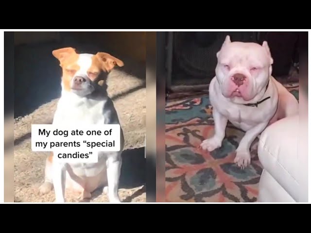 Vídeo relacionado con Dogs Smoking Weed: Frenchies (Dogs Smoking Weed Coloring Books)