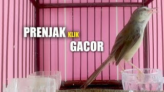 Download lagu Pancingan PRENJAK SAWAH paling Cepat dan Paling AMPUH jadikan Prenjak Anakan Ngebren dan JUARA GACOR mp3