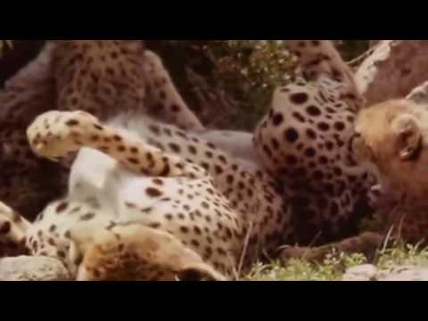DOCUMENTALES DE ANIMALES LOS LEOPARDOS. DOCUMENTALES COMPLETOS