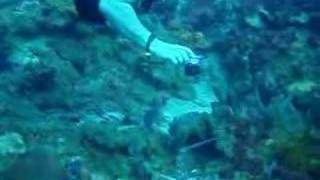 preview picture of video 'SCUBA Diving in Dominica'