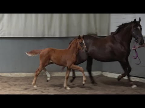 *2022 Stute von Bellany - Sir Donnerhall SOLD!!! (Rudilore-Stamm, ET)