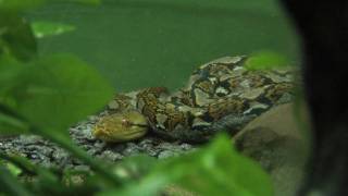 Gamboa, Panama #18 Serpentarium