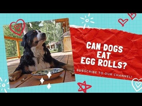 Can Dogs Eat Egg Rolls?