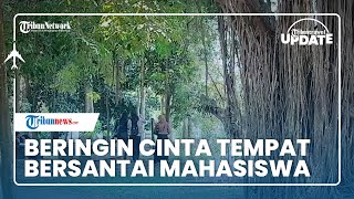 Mengenal Beringin Cinta di Kawasan Universitas Lampung, Jadi Tempat Favorit Bersantai Para Mahasiswa