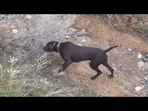 Pudelpointer on point -  Training for the NAVHDA Natural Ability Test