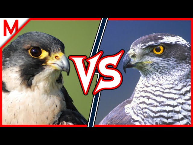 Video de pronunciación de falcon en Inglés