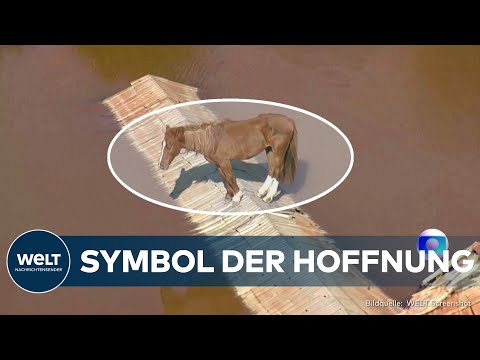 BRASILIEN: Symbol der Hoffnung inmitten der Überschwemmungen! Pferd "Caramelo" trotzt den Fluten