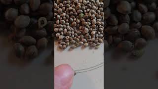 "good seed" vs a "bad seed" and does it matter? #seeds #greenhouse #germinaton #seedselection