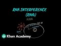 Understanding RNA Interference: Mechanisms and Applications