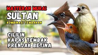 Download lagu Masteran Murai Sultan Kombinasi Cililin, Kapas Tembak & Prenjak Tir mp3 Download lagu Masteran Murai Sultan Kombinasi Cililin, Kapas Tembak & Prenjak Tir mp3