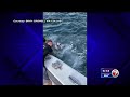 Boaters rescue dog in the middle of the ocean