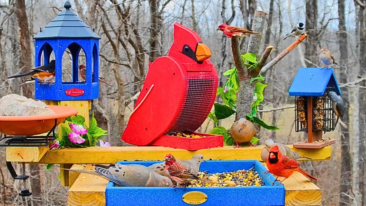 Live webcam view of Nashville Winter Bird Feeder Cam