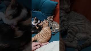 Himalayan Cats Videos
