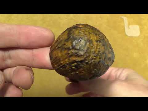 Pipa Fiamma di Re - Celtica - Bent Apple - FR144