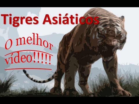 Tigres Asiáticos
