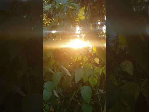 POR DO SOL ANDRELÂNDIA MG   GRAVEI  ÁS 17H E 30MN  DA HORTA #andrelandiamg #minasgerais