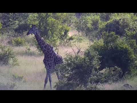 Djuma: Giraffe and a Kudu walk through - 07:04 - 01/20/21
