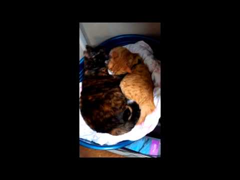 Melita Gardens Catlove