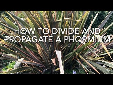 How To Divide And Propagate Phormium, Dividing New Zealand Flax