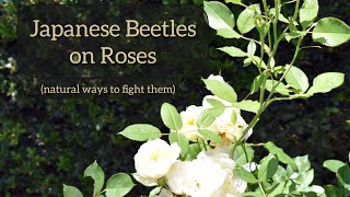 Japanese Beetles on Roses