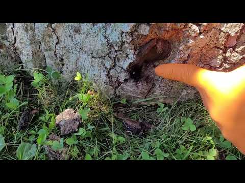 Old Tree Attracts Carpenter Ants in Wall Township, NJ